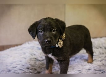 Milo sucht ein Zuhause