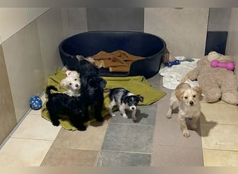 Grumpy sucht ein Zuhause