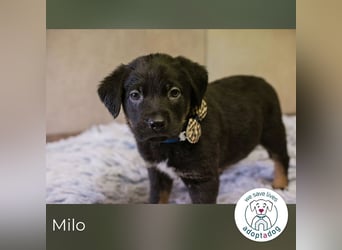 Milo sucht ein Zuhause