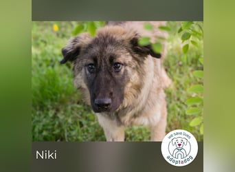 Niki kämpft sich ins Leben