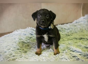 Milo sucht ein Zuhause