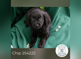 Chip 254222 sucht ein Zuhause