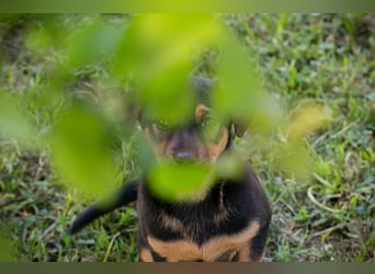 Chip 268112 sucht ein Zuhause