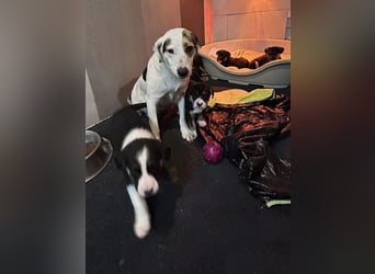 Mirco sucht ein Zuhause