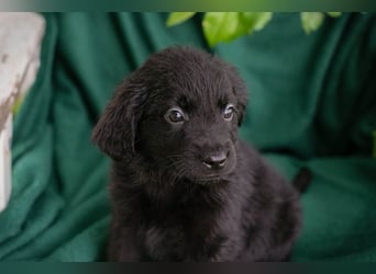 Chip 254222 sucht ein Zuhause