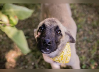 Chip 286796 sucht ein Zuhause