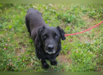 Chip 255190 sucht ein Zuhause