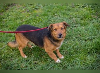 Chip 271673 sucht ein Zuhause