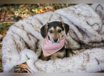 Funny: Hundekind sucht ein Zuhause