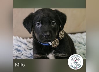 Milo sucht ein Zuhause
