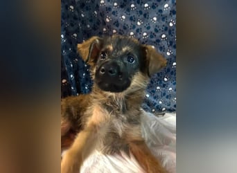 Chip 284004 sucht ein Zuhause