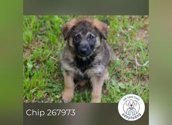 Chip 267973 sucht ein Zuhause