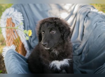 Chip 263454 sucht ein Zuhause
