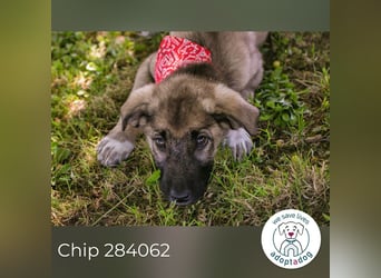 Chip 284062 sucht ein Zuhause