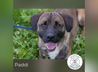 Paddi 290865 sucht ein zu Hause