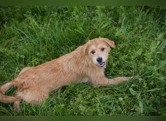 Chip 274819 sucht ein Zuhause