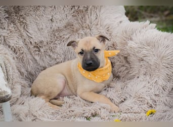 Chip 272005 sucht ein Zuhause