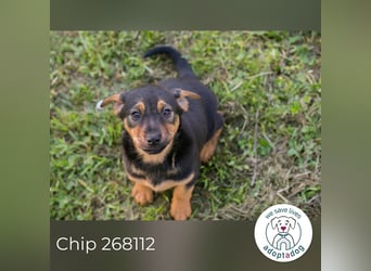 Chip 268112 sucht ein Zuhause