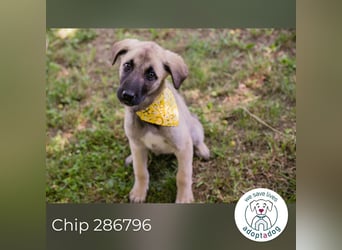 Chip 286796 sucht ein Zuhause