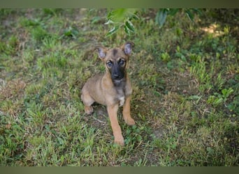 Chip 268914 sucht ein Zuhause
