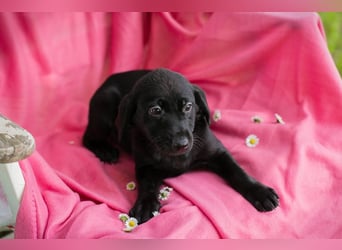 Chip 257531 sucht ein Zuhause