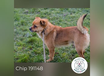 Chip 191148 sucht ein Zuhause