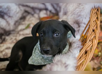 Milo II: Hundekind sucht ein Zuhause