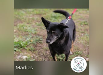 Marlies 796344 sucht ein zu Hause