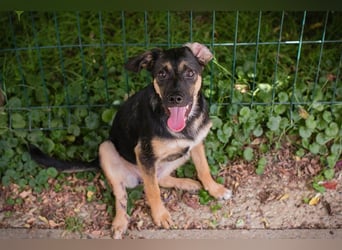 Thila sucht ein Zuhause