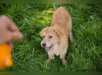 Chip 274819 sucht ein Zuhause