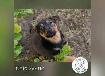 Chip 268112 sucht ein Zuhause