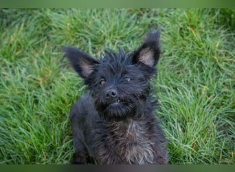 Grumpy sucht ein Zuhause