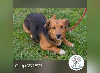 Chip 271673 sucht ein Zuhause