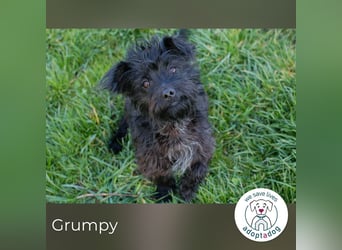 Grumpy sucht ein Zuhause