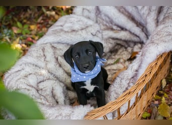 Chip 256873: Hundekind sucht ein Zuhause