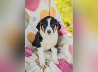 Mirco sucht ein Zuhause