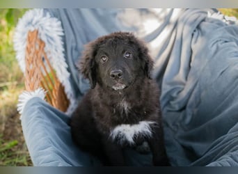 Chip 263454 sucht ein Zuhause