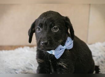 Baghira sucht ein Zuhause