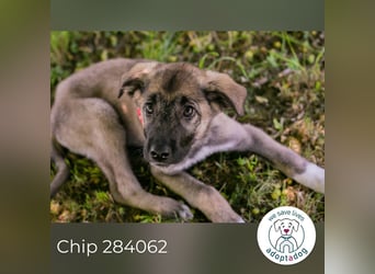 Chip 284062 sucht ein Zuhause