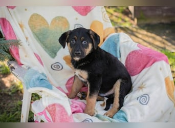 Chip 271308 sucht ein Zuhause