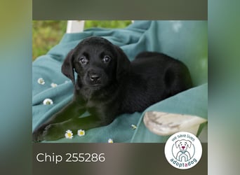 Chip 255286 sucht ein Zuhause