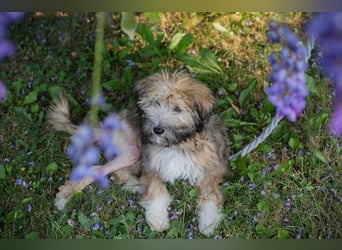 Kiara sucht ein Zuhause