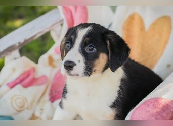 Mirco sucht ein Zuhause