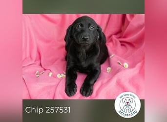 Chip 257531 sucht ein Zuhause
