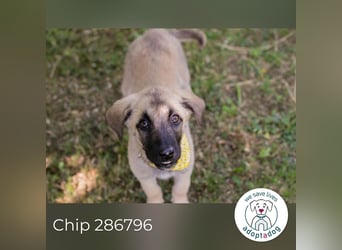 Chip 286796 sucht ein Zuhause