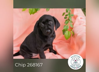 Chip 268167 sucht ein Zuhause