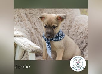 Jamie sucht ein Zuhause