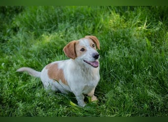 Biscuit sucht ein Zuhause
