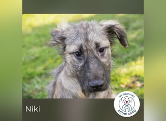 Niki kämpft sich ins Leben