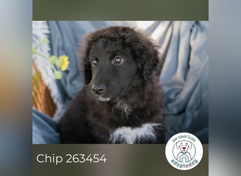 Chip 263454 sucht ein Zuhause